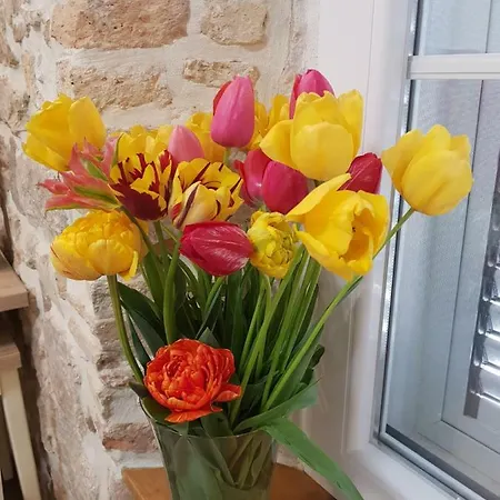 公寓 Studio Sunset 扎达尔